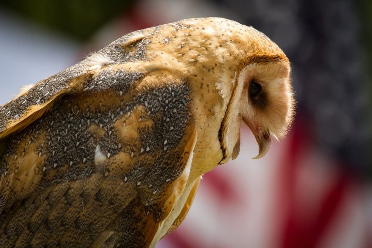 Wild America 2026