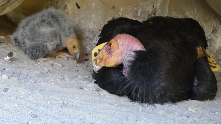 condors