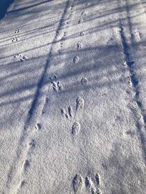Nature Connections: Animals in Winter